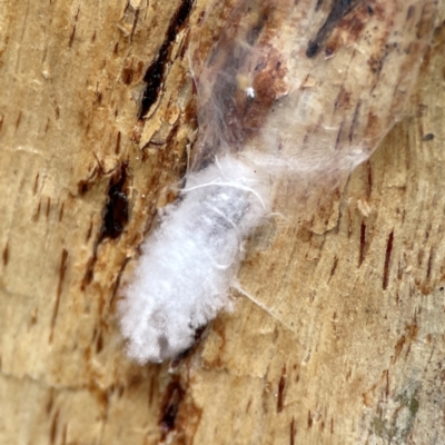 Coccoidea (superfamily) (Mealy bug or scale insect) at Russell, ACT - 8 Jul 2024 by Hejor1