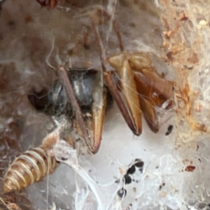 Camponotus sp. (genus) at Russell, ACT - 8 Jul 2024 02:02 PM