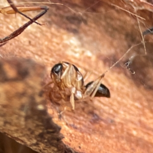 Camponotus sp. (genus) at Russell, ACT - 8 Jul 2024 02:02 PM