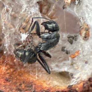 Camponotus sp. (genus) at Russell, ACT - 8 Jul 2024