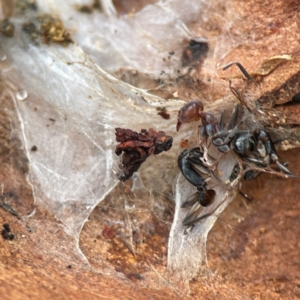 Camponotus sp. (genus) at Russell, ACT - 8 Jul 2024 02:01 PM