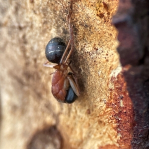 Camponotus nigriceps at Russell, ACT - 8 Jul 2024