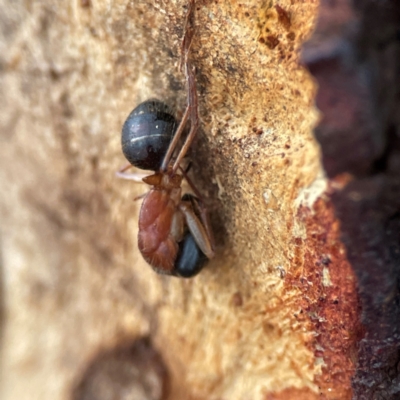 Camponotus nigriceps (Black-headed sugar ant) at Russell, ACT - 8 Jul 2024 by Hejor1