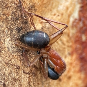 Camponotus nigriceps at Russell, ACT - 8 Jul 2024