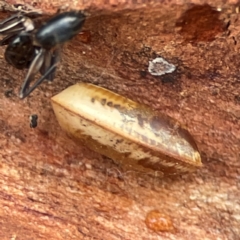 Blattidae sp. (family) (Unidentified blattid cockroach) at Russell, ACT - 8 Jul 2024 by Hejor1