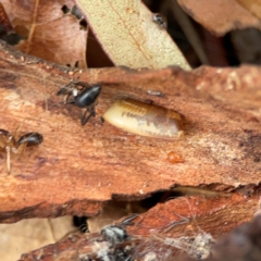 Blattidae sp. (family) at Russell, ACT - 8 Jul 2024 02:01 PM