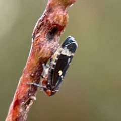 Eurymeloides sp. (genus) (Eucalyptus leafhopper) at Russell, ACT - 8 Jul 2024 by Hejor1