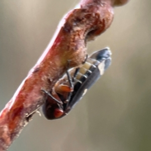 Eurymeloides sp. (genus) at Russell, ACT - 8 Jul 2024