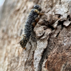 Perginae sp. (subfamily) (Unidentified pergine sawfly) at Russell, ACT - 8 Jul 2024 by Hejor1