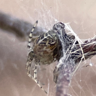 Parasteatoda sp. (genus) (A comb-footed spider) at Russell, ACT - 8 Jul 2024 by Hejor1