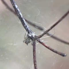 Parasteatoda sp. (genus) at Russell, ACT - 8 Jul 2024