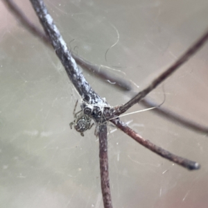 Parasteatoda sp. (genus) at Russell, ACT - 8 Jul 2024 01:43 PM