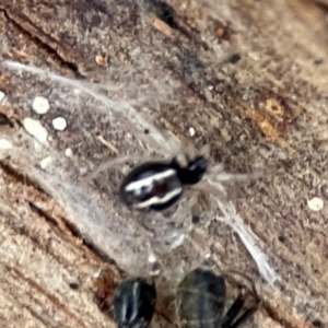 Euryopis umbilicata at Russell, ACT - 8 Jul 2024