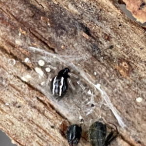 Euryopis umbilicata at Russell, ACT - 8 Jul 2024