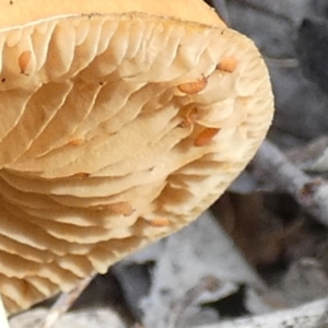 Collembola (class) at Borough, NSW - suppressed