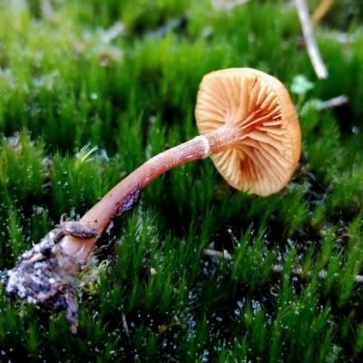 Unidentified Cap on a stem; gills below cap [mushrooms or mushroom-like] at Bermagui, NSW - 12 Jul 2024 by Teresa