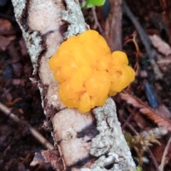 Tremella mesenterica (Witch's Butter or Yellow Brain) at Bermagui, NSW - 12 Jul 2024 by Teresa