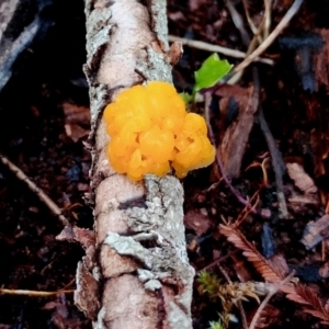 Tremella mesenterica at Bermagui, NSW - 12 Jul 2024