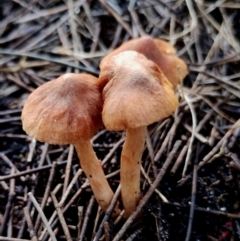 Unidentified Cap on a stem; gills below cap [mushrooms or mushroom-like] at Bermagui, NSW - 12 Jul 2024 by Teresa