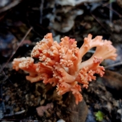 Ramaria capitata ochraceosalmonicolor (Ramaria capitata ochraceosalmonicolor) at Bermagui, NSW - 12 Jul 2024 by Teresa