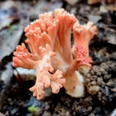 Ramaria capitata ochraceosalmonicolor at Bermagui, NSW - 12 Jul 2024