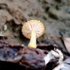 Cyptotrama asprata (Gold Tufts) at Bermagui, NSW - 12 Jul 2024 by Teresa