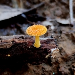 Cyptotrama asprata at Bermagui, NSW - 12 Jul 2024