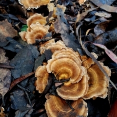 Trametes versicolor (Turkey Tail) at Bermagui, NSW - 12 Jul 2024 by Teresa