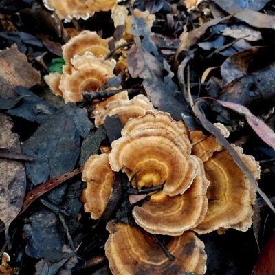 Trametes versicolor (Turkey Tail) at Bermagui, NSW - 12 Jul 2024 by Teresa