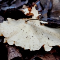 Trametes versicolor at Bermagui, NSW - 12 Jul 2024 01:00 PM