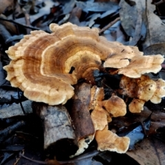 Trametes versicolor at Bermagui, NSW - 12 Jul 2024 01:00 PM