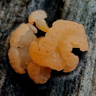 Unidentified Convoluted to brain-like [Brain jelly & look-alikes]  at Bermagui, NSW - 12 Jul 2024 by Teresa