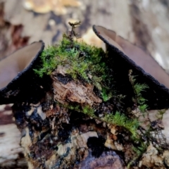 Plectania campylospora at Bermagui, NSW - 12 Jul 2024 by Teresa