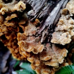 Stereum hirsutum (Hairy Curtain Crust) at Bermagui, NSW - 12 Jul 2024 by Teresa