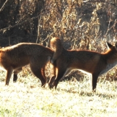 Vulpes vulpes (Red Fox) at Kambah, ACT - 12 Jul 2024 by HelenCross