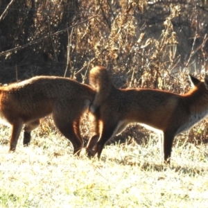 Vulpes vulpes at Kambah, ACT - 13 Jul 2024 08:24 AM