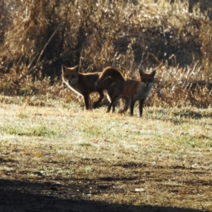 Vulpes vulpes at Kambah, ACT - 13 Jul 2024 08:24 AM