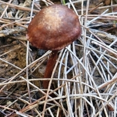 Unidentified Cap on a stem; gills below cap [mushrooms or mushroom-like] at Gundary, NSW - 13 Jul 2024 by trevorpreston