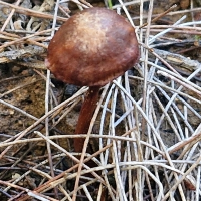 Unverified Cap on a stem; gills below cap [mushrooms or mushroom-like] at Gundary, NSW - 13 Jul 2024 by trevorpreston