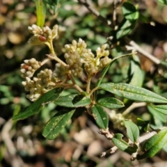 Pomaderris andromedifolia subsp. andromedifolia (Andromeda Pomaderris) at Gundary, NSW - 13 Jul 2024 by trevorpreston