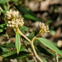 Pomaderris andromedifolia subsp. andromedifolia at Gundary, NSW - 13 Jul 2024