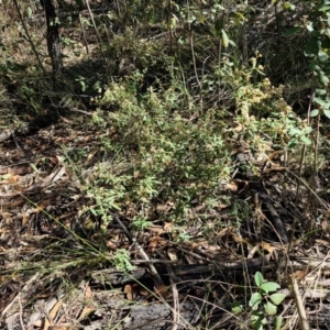 Pomaderris andromedifolia subsp. andromedifolia at Gundary, NSW - 13 Jul 2024