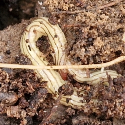 Fletchamia quinquelineata (Five-striped flatworm) at Gundary, NSW - 13 Jul 2024 by trevorpreston