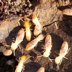 Termitoidae (informal group) (Unidentified termite) at Gundary, NSW - 13 Jul 2024 by trevorpreston
