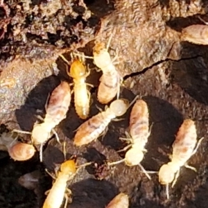 Termitoidae (informal group) at Gundary, NSW - 13 Jul 2024