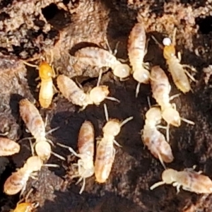 Termitoidae (informal group) at Gundary, NSW - 13 Jul 2024