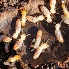 Termitoidae (informal group) at Gundary, NSW - 13 Jul 2024