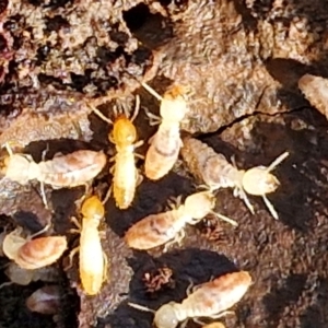 Termitoidae (informal group) at Gundary, NSW - 13 Jul 2024 12:30 PM