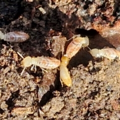 Termitoidae (informal group) at Gundary, NSW - 13 Jul 2024