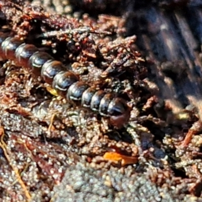 Paradoxosomatidae sp. (family) at Gundary, NSW - 13 Jul 2024 by trevorpreston